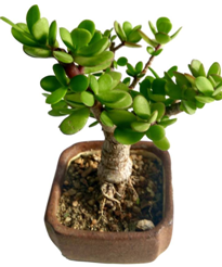 Root Bridges Jade Crassula Bonsai Plant on flipkart at just Rs 1249